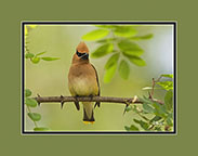 Cedar Waxwing
